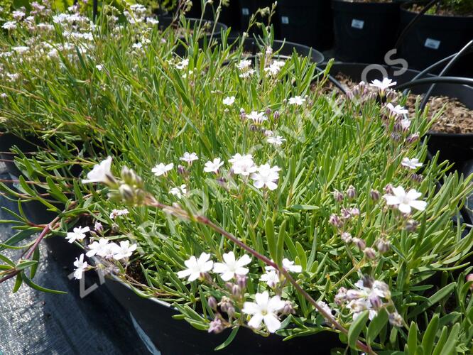 Šater plazivý 'Alba' - Gypsophila repens 'Alba'