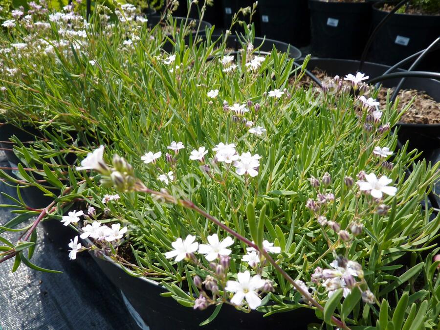 Šater plazivý 'Alba' - Gypsophila repens 'Alba'