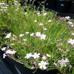 Šater plazivý 'Alba' - Gypsophila repens 'Alba'