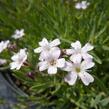 Šater plazivý 'Alba' - Gypsophila repens 'Alba'