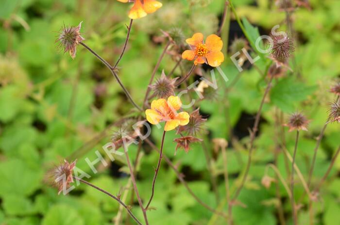 Kuklík šarlatový 'Carlskaer' - Geum coccineum 'Carlskaer'