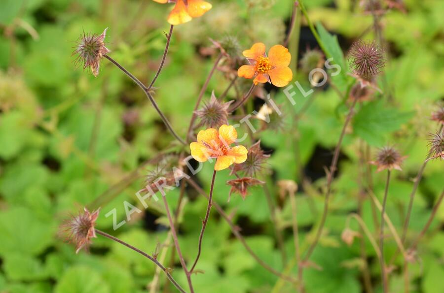 Kuklík šarlatový 'Carlskaer' - Geum coccineum 'Carlskaer'