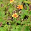 Kuklík šarlatový 'Carlskaer' - Geum coccineum 'Carlskaer'