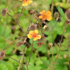 Kuklík šarlatový 'Carlskaer' - Geum coccineum 'Carlskaer'