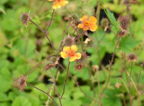 Kuklík šarlatový 'Carlskaer' - Geum coccineum 'Carlskaer'