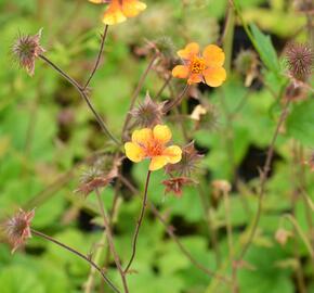 Kuklík šarlatový 'Carlskaer' - Geum coccineum 'Carlskaer'