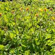 Kuklík šarlatový 'Carlskaer' - Geum coccineum 'Carlskaer'