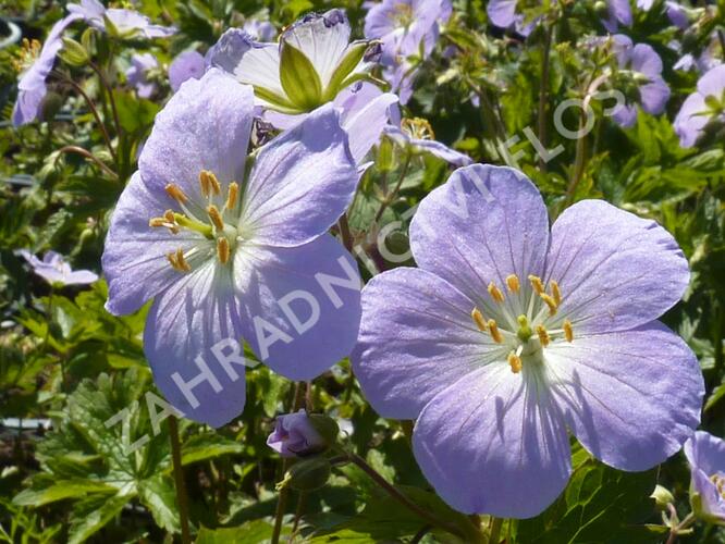 Kakost skvrnitý 'Vickie Lynn' - Geranium maculatum 'Vickie Lynn'