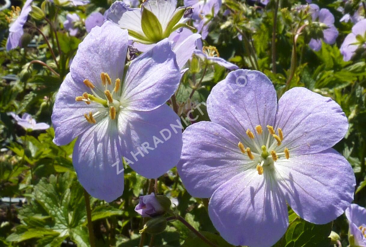 Kakost skvrnitý 'Vickie Lynn' - Geranium maculatum 'Vickie Lynn'