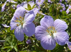 Kakost skvrnitý 'Vickie Lynn' - Geranium maculatum 'Vickie Lynn'