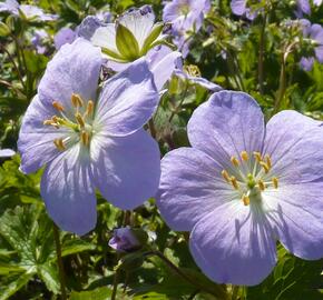 Kakost skvrnitý 'Vickie Lynn' - Geranium maculatum 'Vickie Lynn'