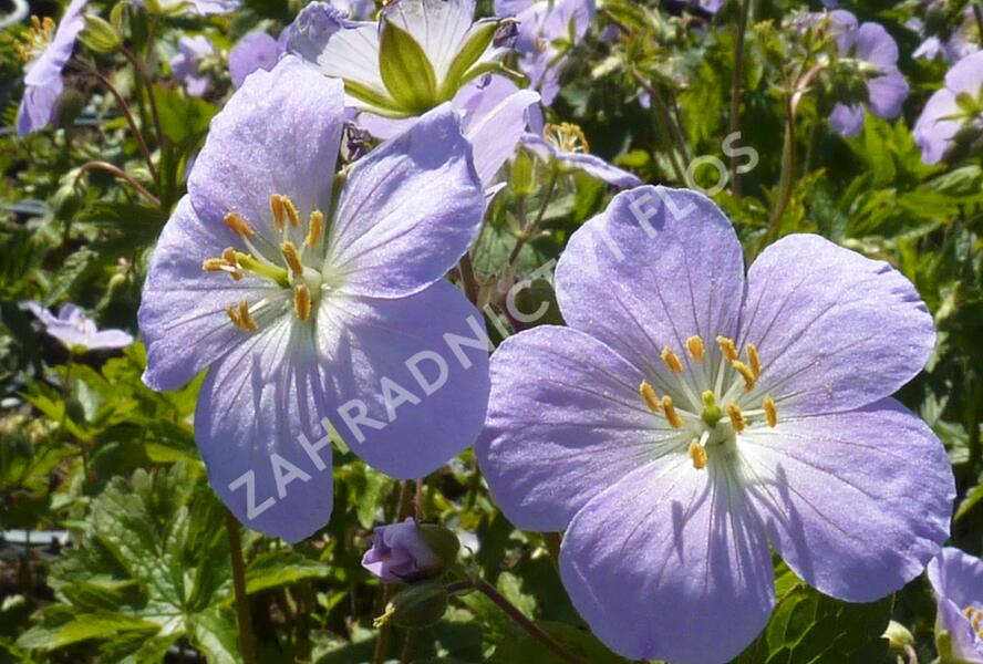 Kakost skvrnitý 'Vickie Lynn' - Geranium maculatum 'Vickie Lynn'