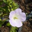 Kakost skvrnitý 'Vickie Lynn' - Geranium maculatum 'Vickie Lynn'