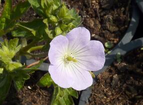 Kakost skvrnitý 'Vickie Lynn' - Geranium maculatum 'Vickie Lynn'