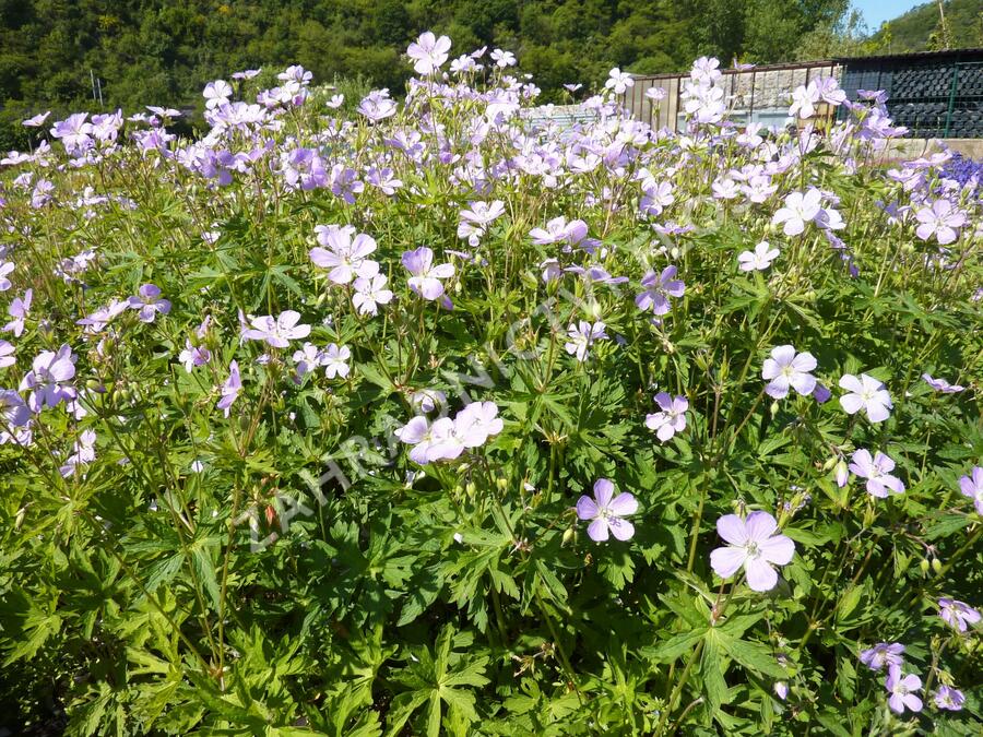 Kakost skvrnitý 'Chatto' - Geranium maculatum 'Chatto'