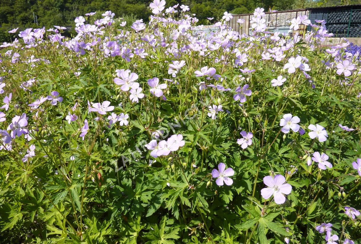 Kakost skvrnitý 'Chatto' - Geranium maculatum 'Chatto'
