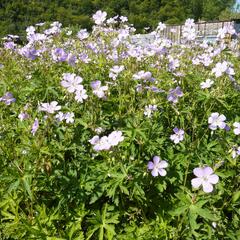 Kakost skvrnitý 'Chatto' - Geranium maculatum 'Chatto'