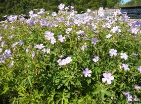 Kakost skvrnitý 'Chatto' - Geranium maculatum 'Chatto'