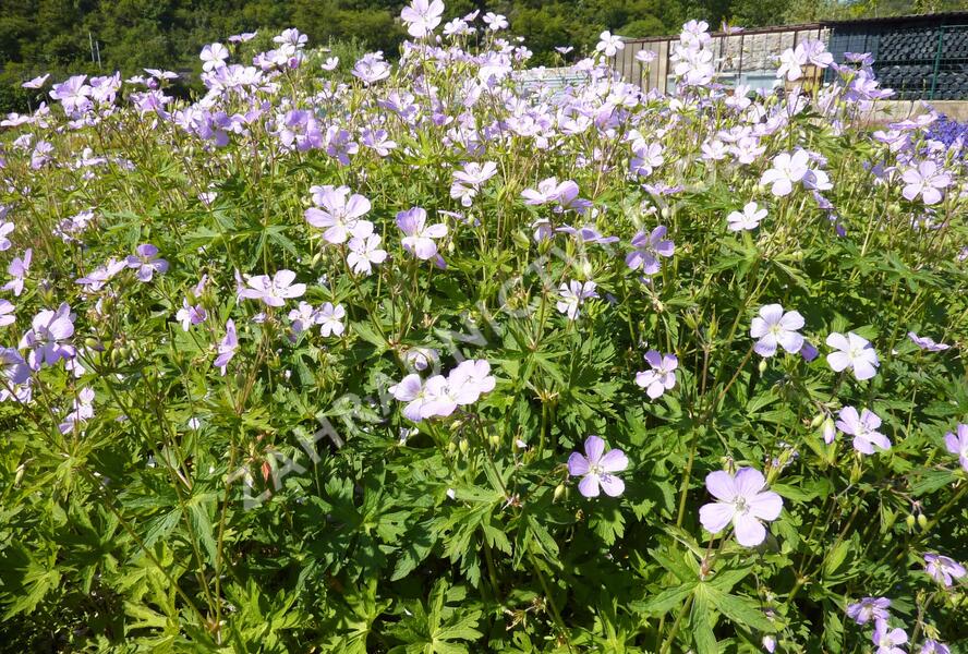 Kakost skvrnitý 'Chatto' - Geranium maculatum 'Chatto'