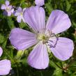 Kakost skvrnitý 'Chatto' - Geranium maculatum 'Chatto'