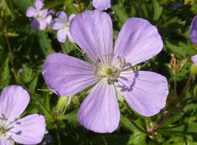 Kakost skvrnitý 'Chatto' - Geranium maculatum 'Chatto'