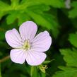 Kakost skvrnitý 'Chatto' - Geranium maculatum 'Chatto'