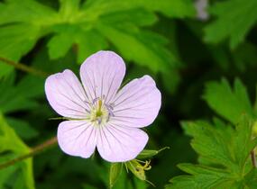 Kakost skvrnitý 'Chatto' - Geranium maculatum 'Chatto'