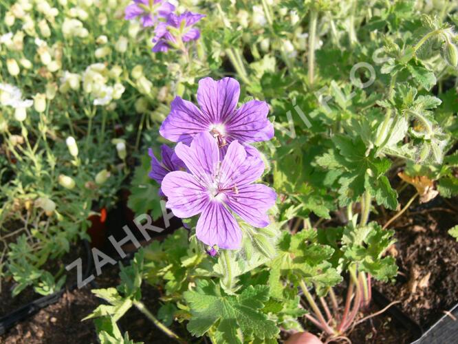 Kakost gruzínský - Geranium ibericum