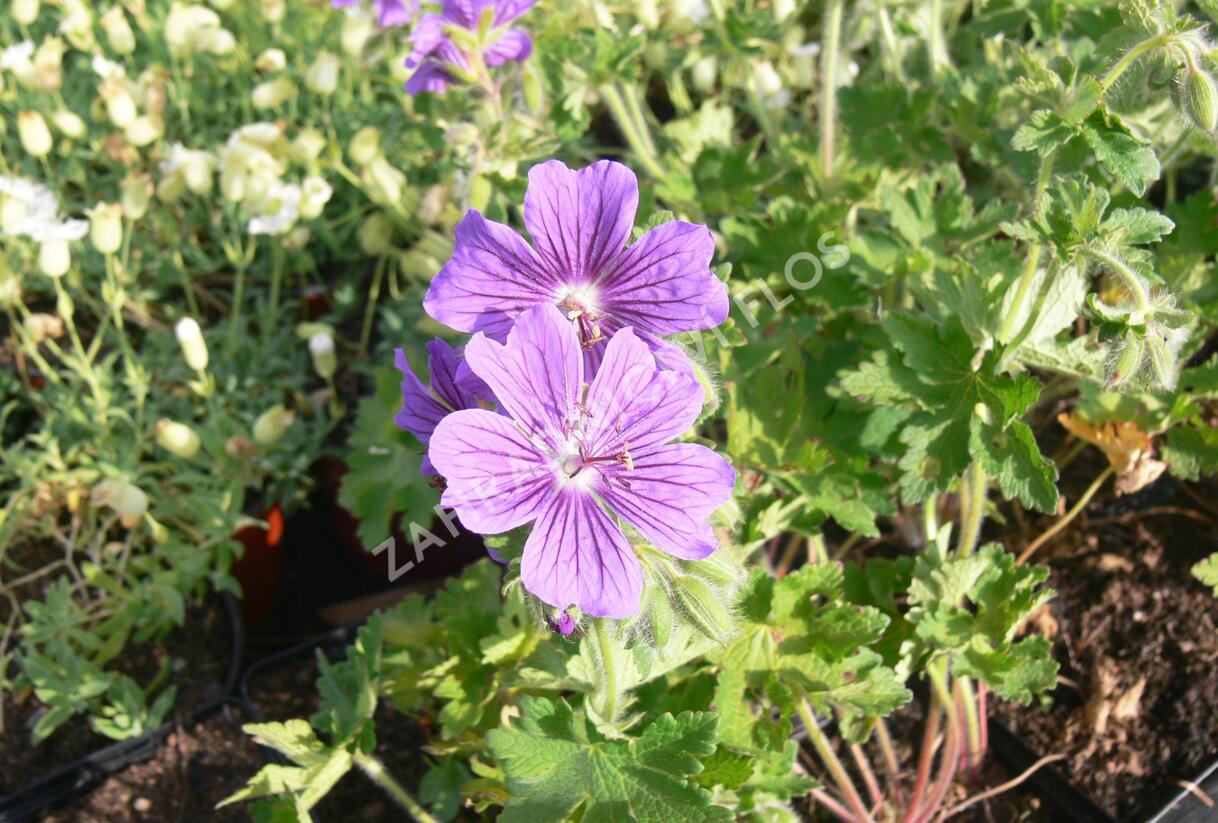 Kakost gruzínský - Geranium ibericum