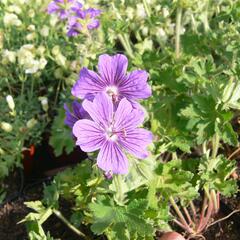 Kakost gruzínský - Geranium ibericum