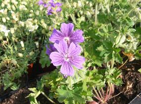 Kakost gruzínský - Geranium ibericum