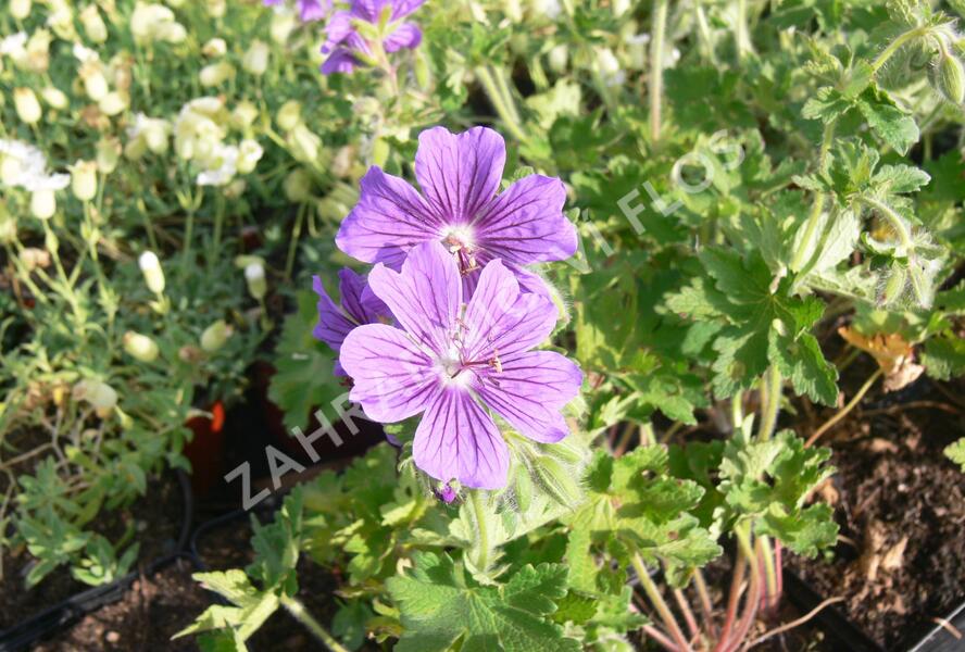 Kakost gruzínský - Geranium ibericum