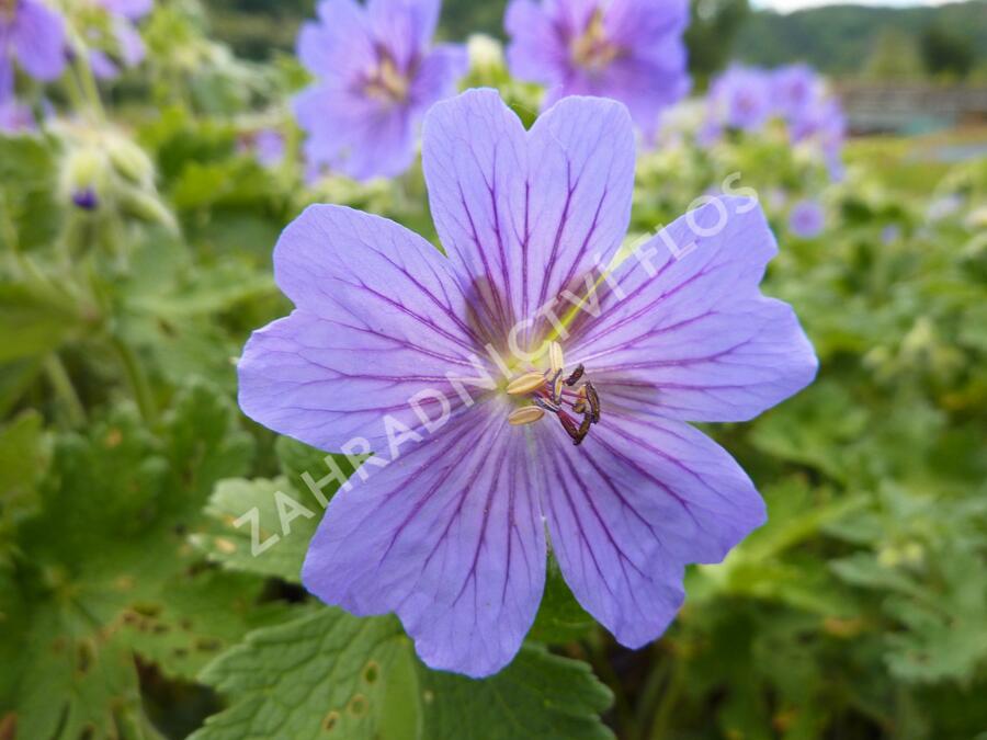 Kakost gruzínský - Geranium ibericum