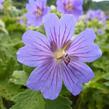 Kakost gruzínský - Geranium ibericum