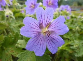 Kakost gruzínský - Geranium ibericum