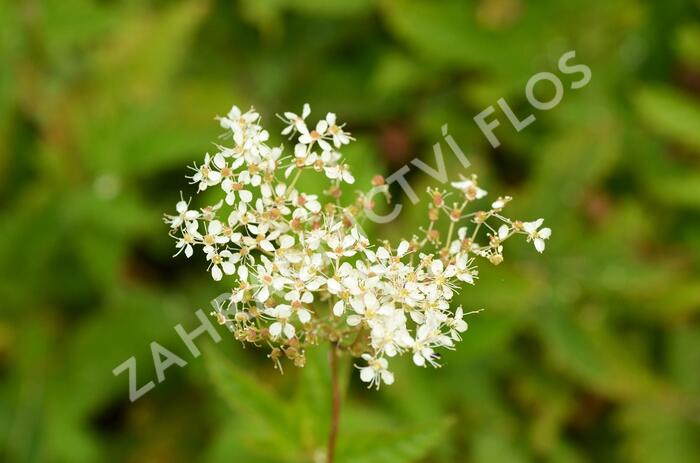 Tužebník jilmový - Filipendula ulmaria