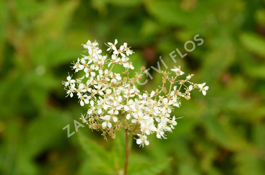 Tužebník jilmový - Filipendula ulmaria
