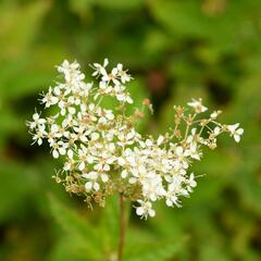 Tužebník jilmový - Filipendula ulmaria