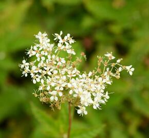 Tužebník jilmový - Filipendula ulmaria