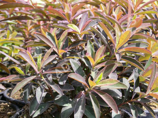 Pryšec sladký 'Chameleon' - Euphorbia dulcis 'Chameleon'