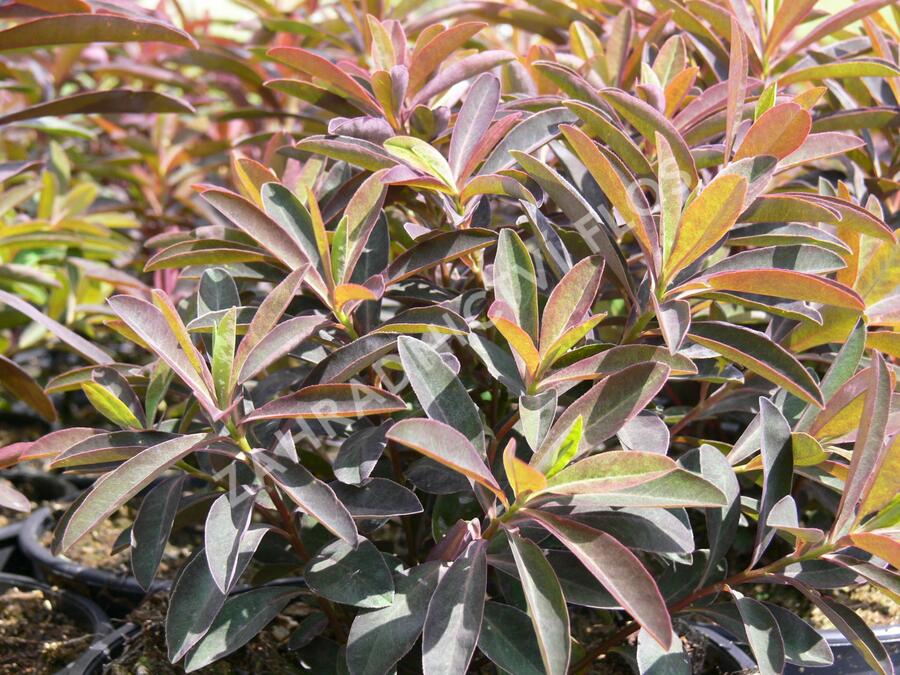 Pryšec sladký 'Chameleon' - Euphorbia dulcis 'Chameleon'