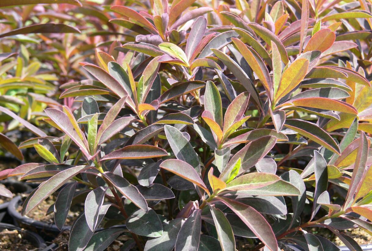 Pryšec sladký 'Chameleon' - Euphorbia dulcis 'Chameleon'