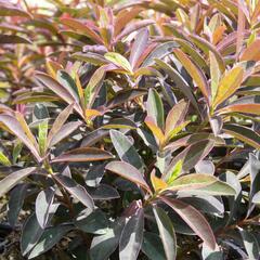 Pryšec sladký 'Chameleon' - Euphorbia dulcis 'Chameleon'