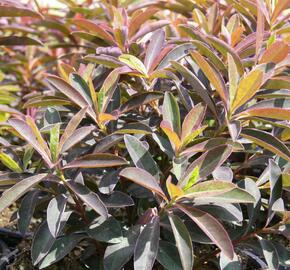 Pryšec sladký 'Chameleon' - Euphorbia dulcis 'Chameleon'