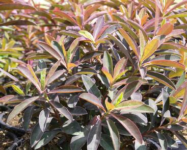 Pryšec sladký 'Chameleon'