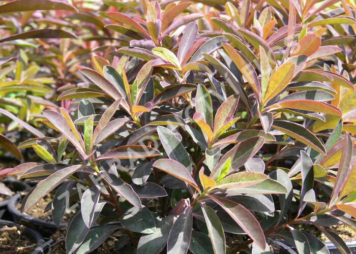 Pryšec sladký 'Chameleon' - Euphorbia dulcis 'Chameleon'