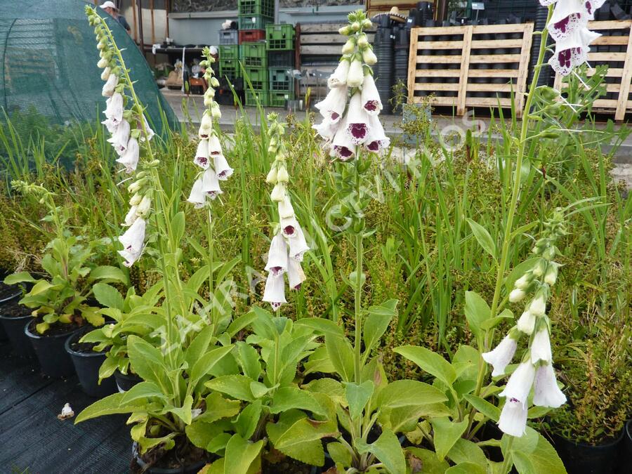 Náprstník červený 'Pollux Burgundy Eye' - Digitalis purpurea 'Pollux Burgundy Eye'