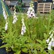 Náprstník červený 'Pollux Burgundy Eye' - Digitalis purpurea 'Pollux Burgundy Eye'