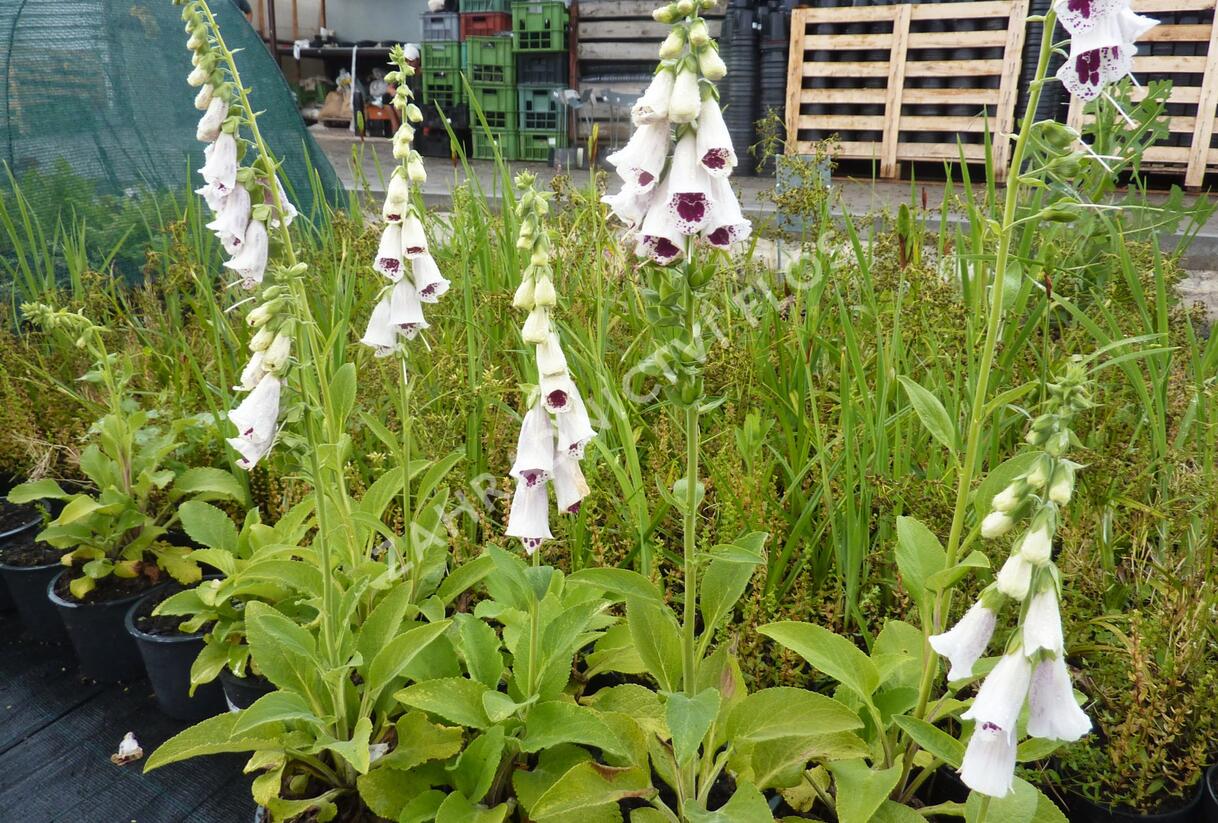Náprstník červený 'Pollux Burgundy Eye' - Digitalis purpurea 'Pollux Burgundy Eye'