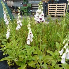 Náprstník červený 'Pollux Burgundy Eye' - Digitalis purpurea 'Pollux Burgundy Eye'